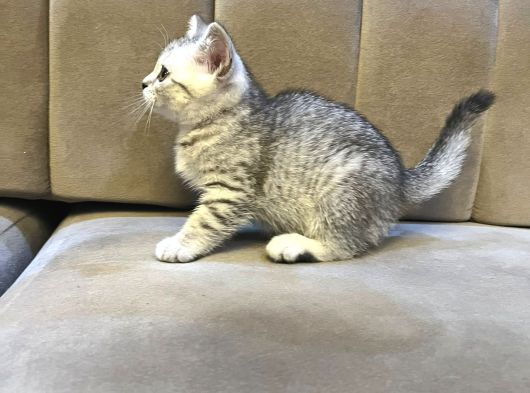 Scottish Straight Silver Tabby Dişi görsel