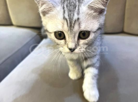Scottish Straight Silver Tabby Dişi görsel
