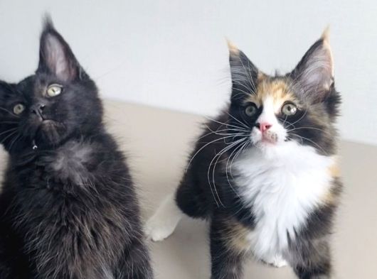 Özel Sevenlere Özel Dev Xxl Maine Coon Bebeklerim görsel