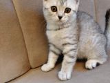 Scottish Straight Silver Tabby Dişi