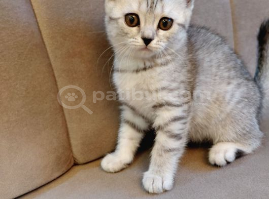Scottish Straight Silver Tabby Dişi görsel