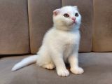 Kar Beyaz Scottish Fold Dişi