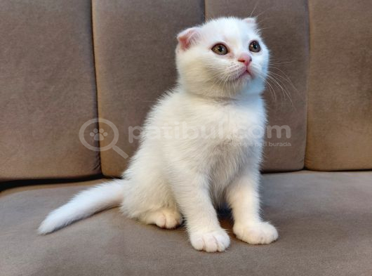 Kar Beyaz Scottish Fold Dişi