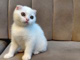 Kar Beyaz Scottish Fold Dişi