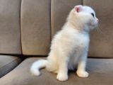Kar Beyaz Scottish Fold Dişi