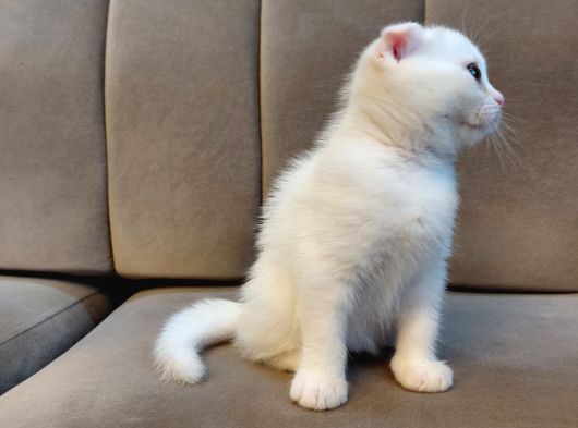 Kar Beyaz Scottish Fold Dişi görsel