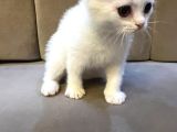 Kar Beyaz Scottish Fold Dişi
