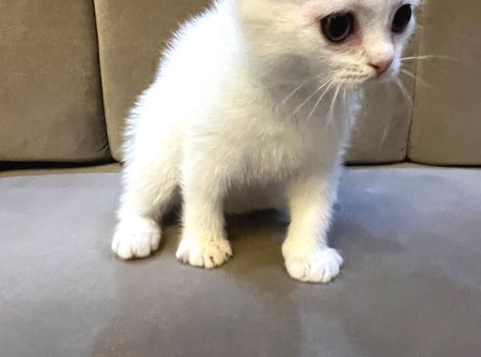 Kar Beyaz Scottish Fold Dişi görsel