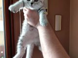 Scottish Straight Silver Tabby Dişi