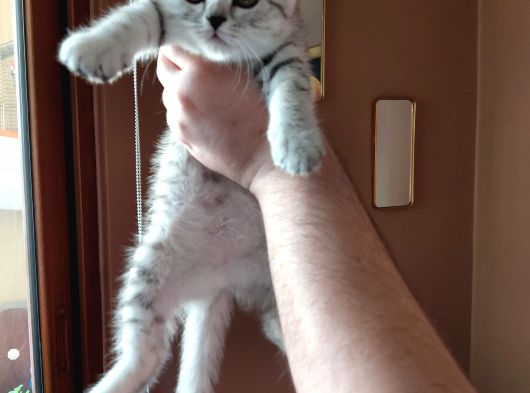 Scottish Straight Silver Tabby Dişi görsel