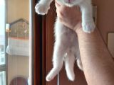 Kar Beyaz Scottish Fold Dişi