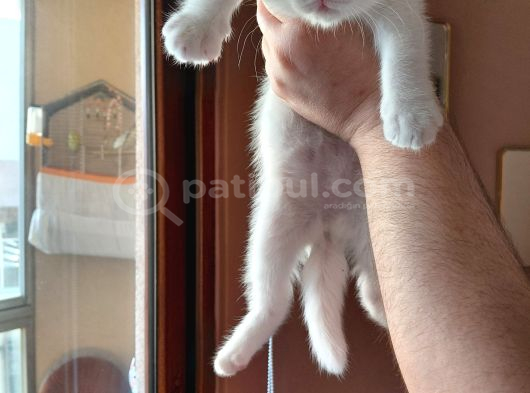 Kar Beyaz Scottish Fold Dişi görsel