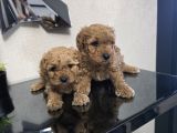 Poodle Minnaklarım Teslime Hazır