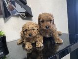 Poodle Minnaklarım Teslime Hazır
