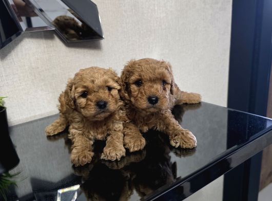 Poodle minnaklarım teslime hazır