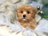 Malti̇poo Ci̇nsi̇ Yavrular Ev Üreti̇mi̇