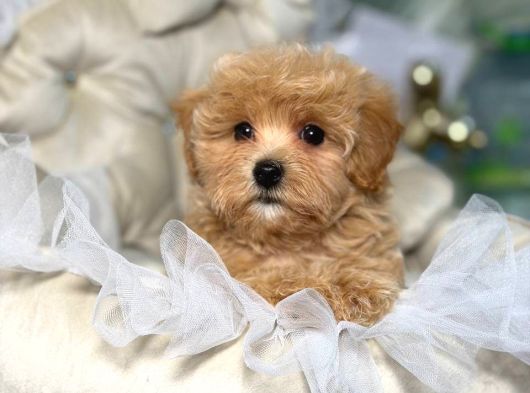 Malti̇poo Ci̇nsi̇ Yavrular Ev Üreti̇mi̇