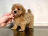 Malti̇poo Ci̇nsi̇ Yavrular Ev Üreti̇mi̇
