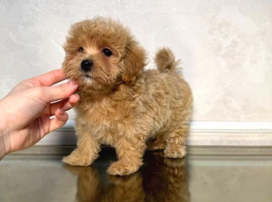 Malti̇poo Ci̇nsi̇ Yavrular Ev Üreti̇mi̇ görsel
