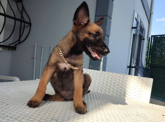 Malinois Yavrularım Sağlık Ve Irk Garan görsel
