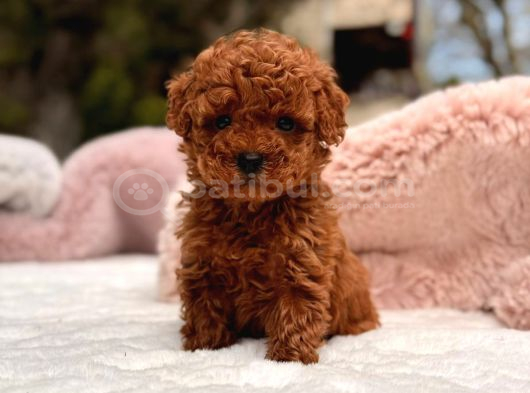 TOY POODLE SEVİMLİ YAVRULAR EV ÜRETİMİ