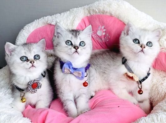 Kalite Sevenlere Özel Silver British Shorthair Bebekleirm Yüksek Kalitede görsel