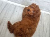 3 Aylik Dişi Poodle İstanbul