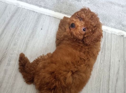 3 Aylik Dişi Poodle İstanbul görsel
