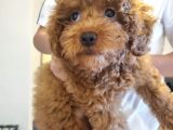3 Aylik Dişi Poodle İstanbul