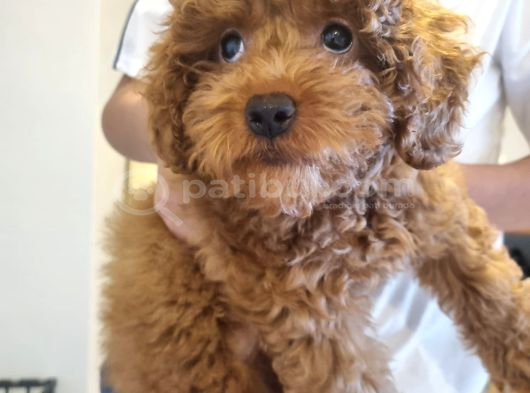 3 aylik dişi poodle İstanbul
