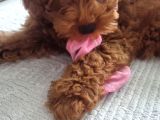3 Aylik Dişi Poodle İstanbul