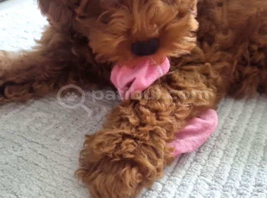 3 Aylik Dişi Poodle İstanbul görsel