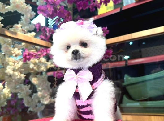 Pomerri̇an Boo Sevi̇mli̇ Yavrular görsel