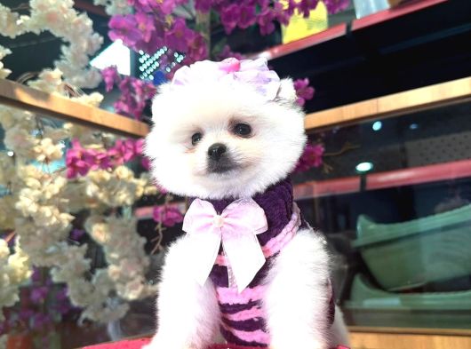 Pomerri̇an Boo Sevi̇mli̇ Yavrular görsel