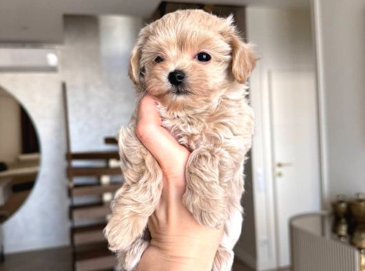Sütlü Kahve Tonlu Malti̇poo Ci̇nsi̇ Yavrular görsel