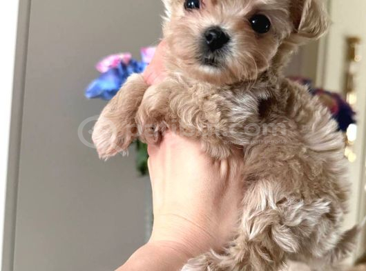 Sütlü Kahve Tonlu Malti̇poo Ci̇nsi̇ Yavrular görsel
