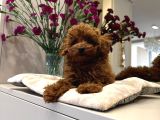 Safkan Toy Poodle Sevi̇mli̇ Yavrular Ev Üreti̇mi̇