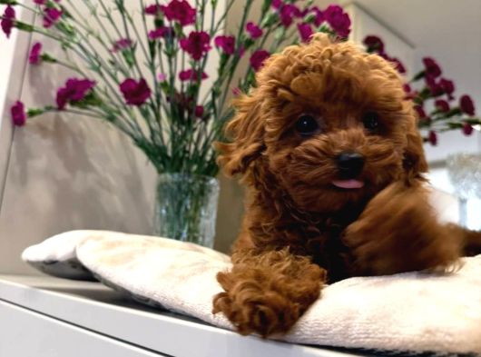 Safkan Toy Poodle Sevi̇mli̇ Yavrular Ev Üreti̇mi̇ görsel