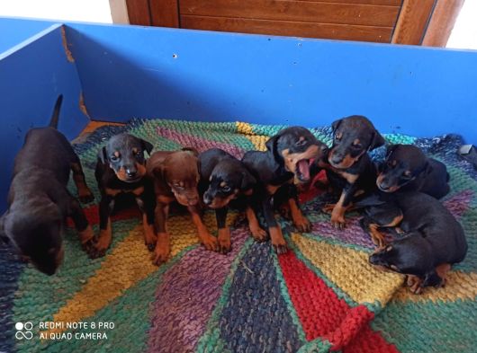 Efsane Doberman Yavrularım Sağlık Ve Irk Garantililer görsel