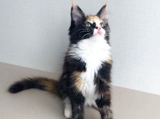 Özel Sevenlere Özel Dev Xxl Maine Coon Bebeklerim görsel