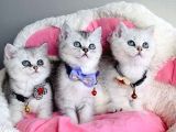 Kalite Sevenlere Özel Silver British Shorthair Bebekleirm Yüksek Kalitede