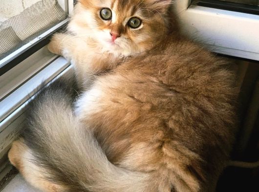 Üst Sekment Bal Golden British Longhair