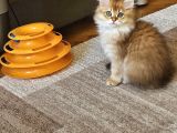 Üst Sekment Bal Golden British Longhair
