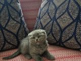 Baba Scottish Fold Anne British Shorthair Yavrular Ankara