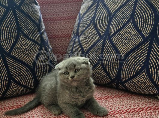 Baba Scottish Fold Anne British Shorthair Yavrular Ankara