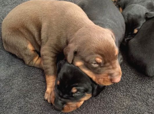 Şampi̇yon Soy Doberman Yavrulamiz görsel