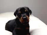 Şampi̇yon Soy Doberman Yavrulamiz