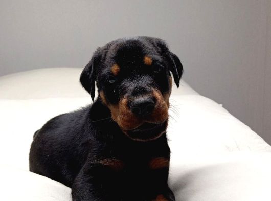 Şampi̇yon Soy Doberman Yavrulamiz