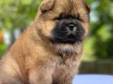 Mor Di̇lli̇ Safkan Chow Chow Bebekler Tesli̇me Hazir