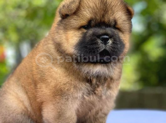 Mor Di̇lli̇ Safkan Chow Chow Bebekler Tesli̇me Hazir görsel